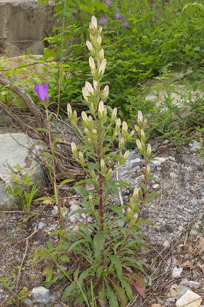Campanula medium/Campanula toscana